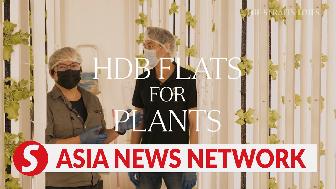 The Straits Times | HDB flats for plants? Working at a vertical farm