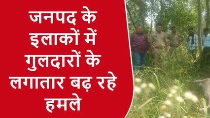 बिजनौर: गुलदार ने बछिया को बनाया निवाला, ग्रामीणों में दहशत
