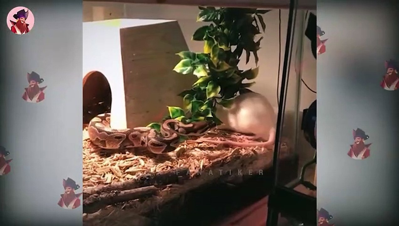 13 Mal zeigten erstaunliche Schlangen anderen Tieren, wie man der Boss ist
