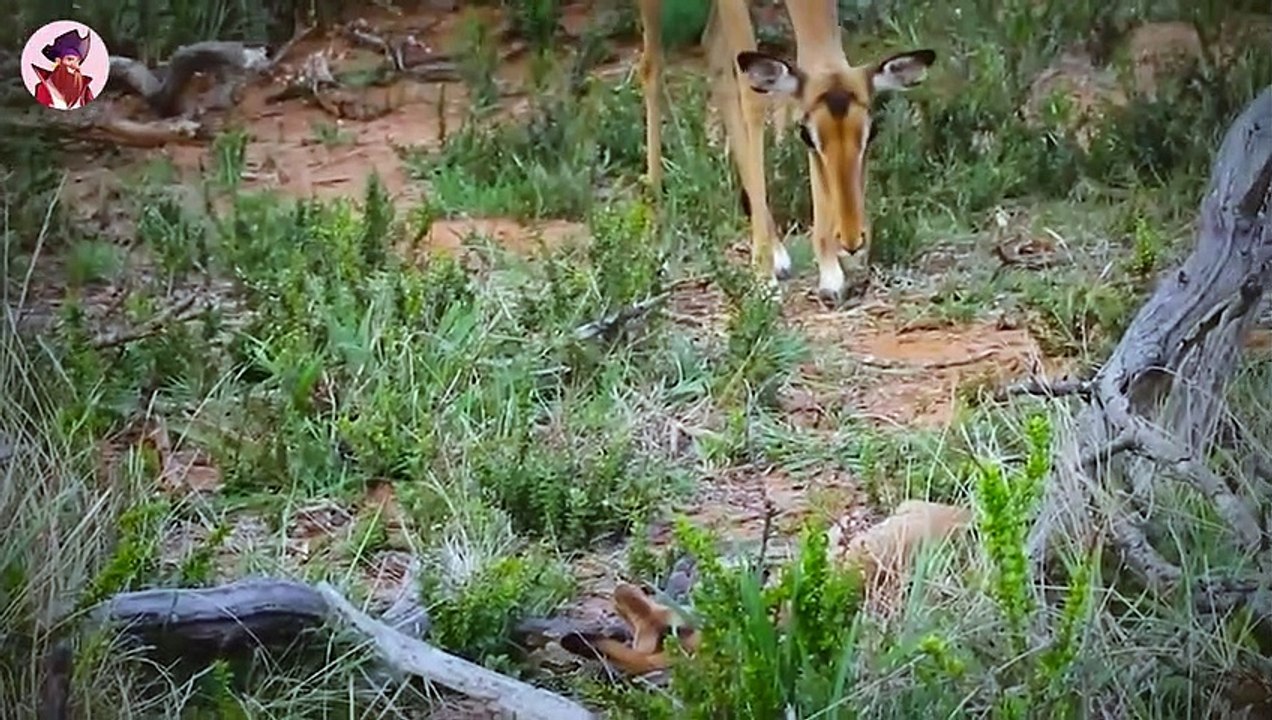 15 Abscheuliche Jagden Von Riesigen Schlangen, Die Ihre Beute Bei Lebendigem Leib Verspeisen