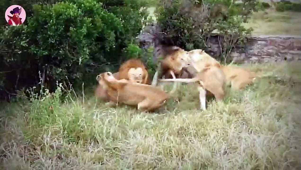 15 Alphamännchen kämpfen um die Vorherrschaft