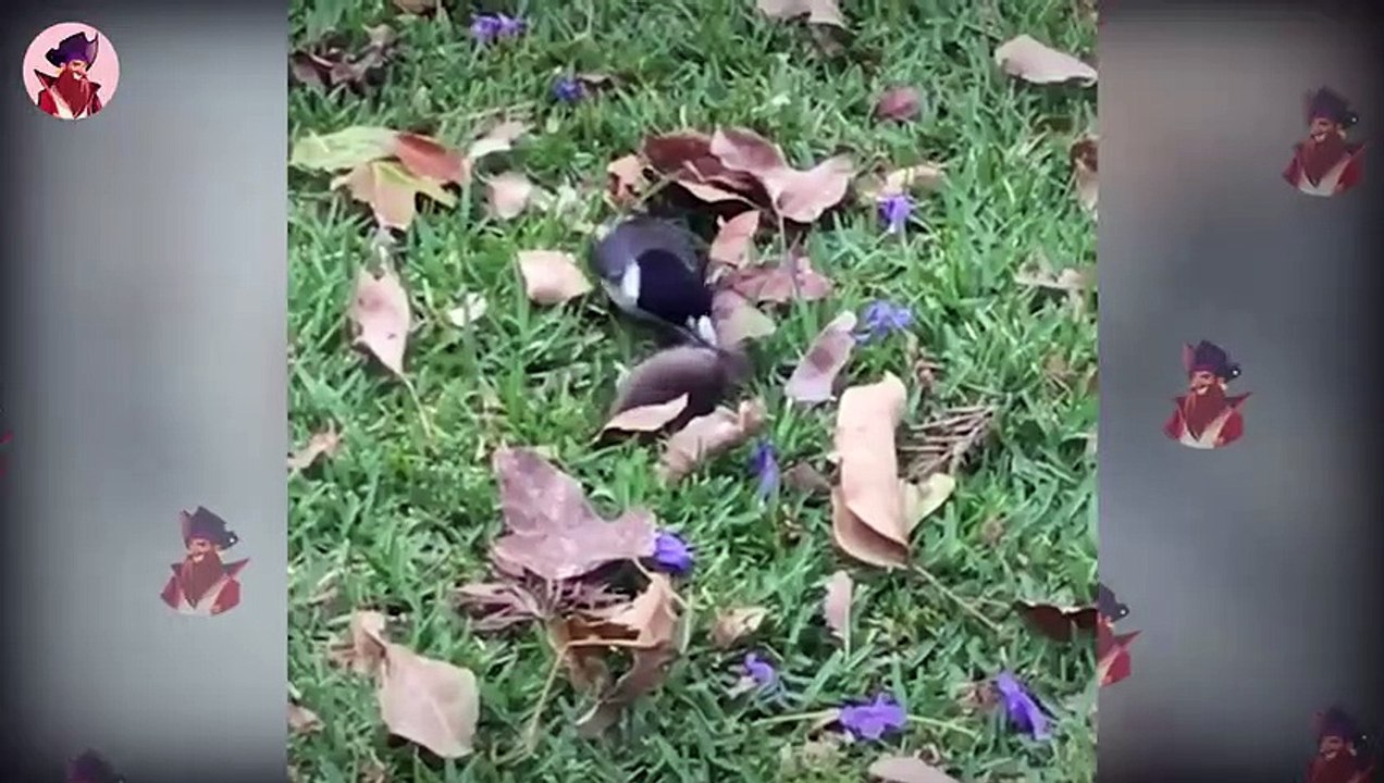 15 Blutrünstige Momente, Wenn Vögel Ihre Beute Jagen