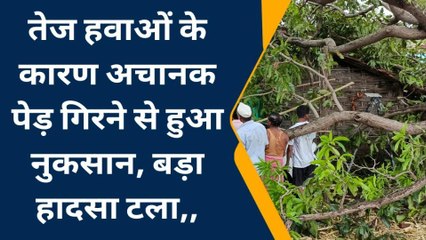 पानसेमल: आंधी तूफान का कहर,गिरा बड़ा पेड़,बड़ा हादसा टला