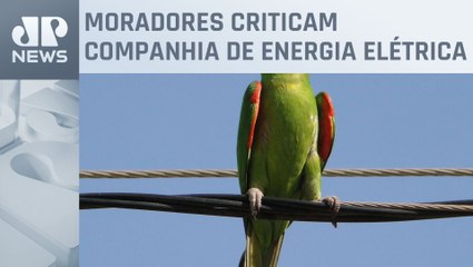 Aves estão morrendo na Zona Leste da capital paulista