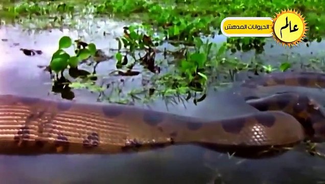 مدهش..أفعي عملاقة قررت أَخيراً القضاء على الأبقار فكانت قوتها كالصاعقة ! عالم الحيوان