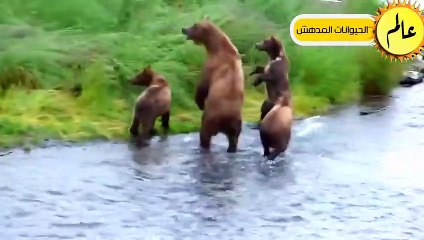 مدهش..أقترب هذا الدب من الماعز الجبلي ولكن ما حدث لم يكن متوقعا عالم الحيوان