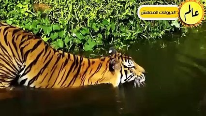 مدهش..أقترب هذا النمر من الافعي ولكن ما حدث لم يكن متوقعا عالم الحيوان