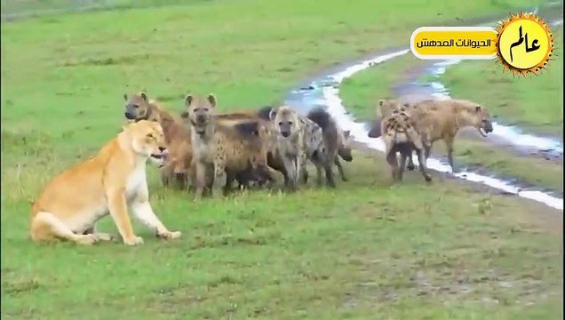 مدهش..ضبع مجنون يهاجم حمار ولكن ما حدث لم يكن متوقعا شئ لا يصدق عالم الحيوان