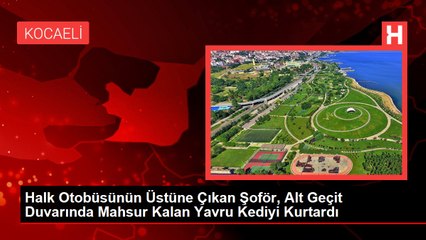 Halk Otobüsünün Üstüne Çıkan Şoför, Alt Geçit Duvarında Mahsur Kalan Yavru Kediyi Kurtardı