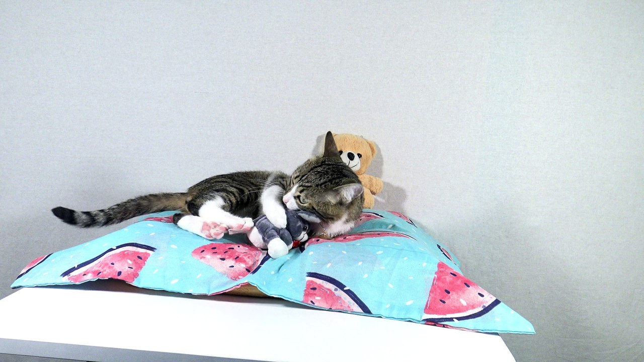 Cat Plays with a Mouse