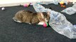 Cat Is Surrounded by Toys