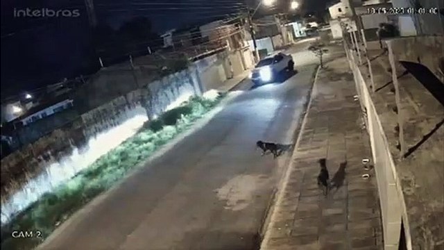 Motorista persegue e atropela cachorro, em Maceió; veja vídeo