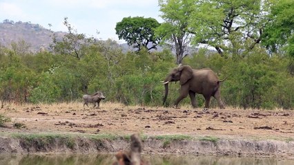 The Warthog Nobody Messes With