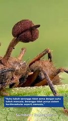 Jamur Yang Bisa Mengubah Manusia menjadi Zombie