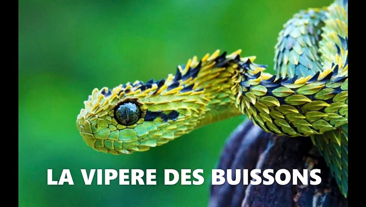 LES ANIMAUX LES PLUS BIZARRE