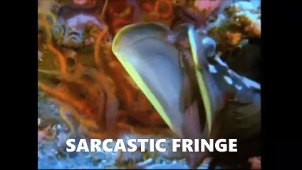 LES ANIMAUX MARINS LES PLUS BIZARRES