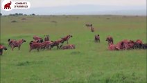 Les lions mâles protègent les lions femelles des hyènes   Combats d’Animaux