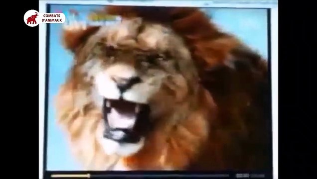Lion bat Tigre beaucoup de fois, Raisons pourquoi Lion est le roi Combats d’Animaux