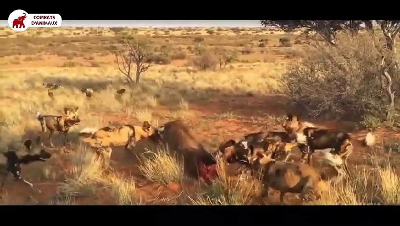 Top 6 des meilleures scènes de chasse du Chien Sauvage Africain   Combats d’Animaux
