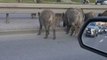 Wild Boars Stop Traffic in Poland