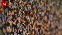 ¿Qué pasaría si las abejas se extinguieran?