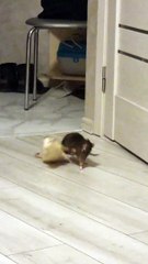 Bickering Pet Rats
