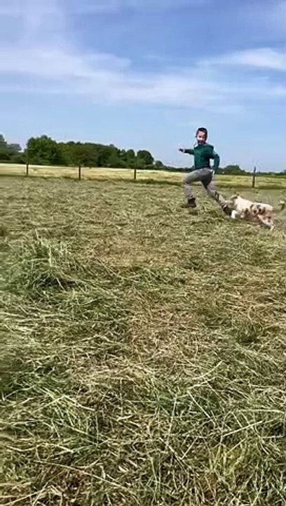 BB border collie mai 23