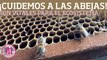 Día Mundial de la Abeja - ¡Cuidemos a nuestras abejas!