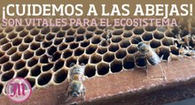 Día Mundial de la Abeja - ¡Cuidemos a nuestras abejas!