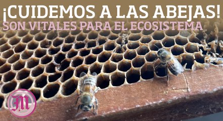 Día Mundial de la Abeja - ¡Cuidemos a nuestras abejas!