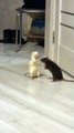 Bickering Pet Rats