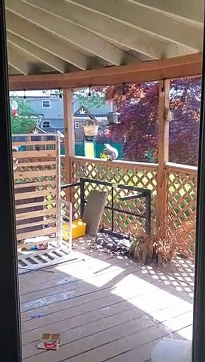 Squirrel Raids the Birdfeeder. The Birds Aren't Having It.
