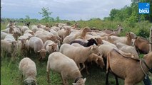 Transhumance en Dordogne : un premier troupeau de moutons à travers Ajat