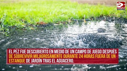 Un pez dorado es encontrado en un charco tras ser arrastrado por una tormenta
