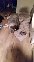 Mama Piggy and Her Babies