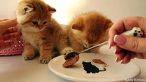 Hungry kittens meows and learn to eat on their own