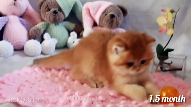 HOW my kitten Bora GROWS Up_ from 0-5 months in 10 minutes ! _ Compilation