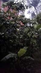 Franco da Rocha chuva.