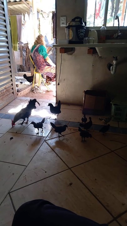 Festa da galinhada.