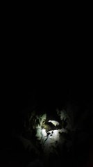 Franco a Rocha a noite na mata.