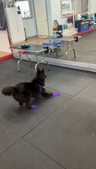 Pup's Reflection Triggers Zoomies