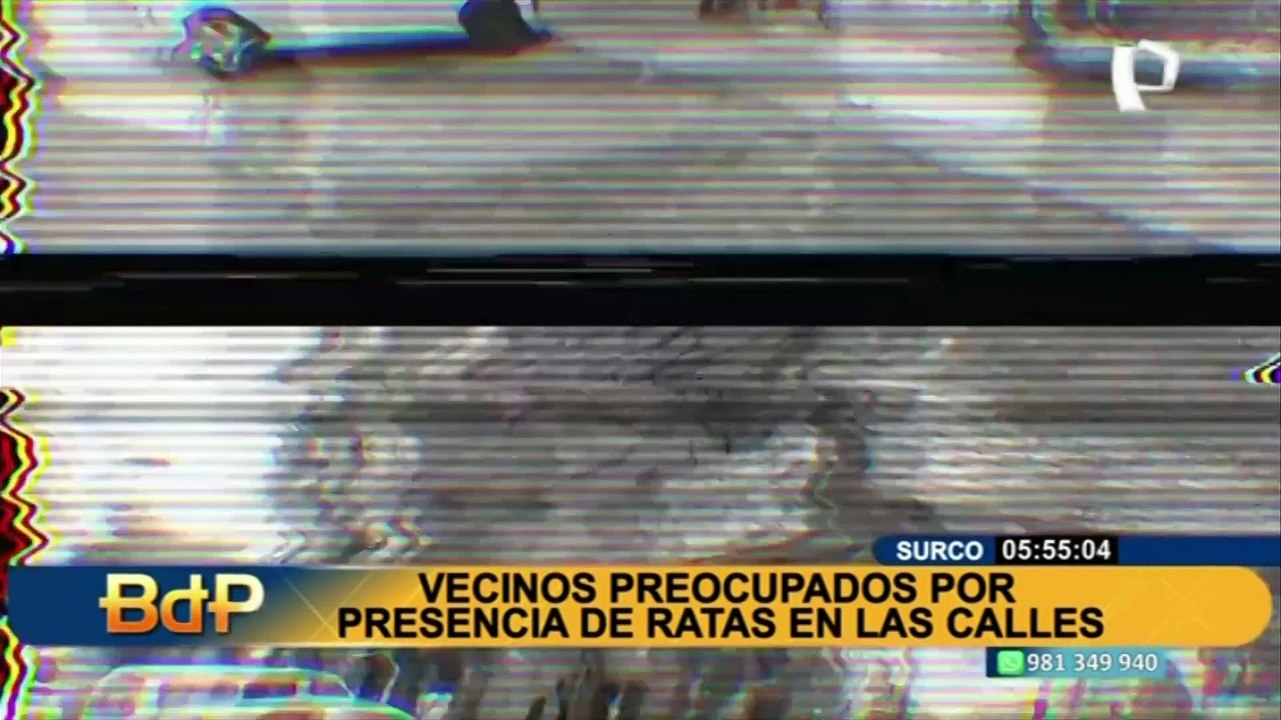 Vecinos de Surco aseguran que el problema de plaga de ratas está desde antes de la pandemia