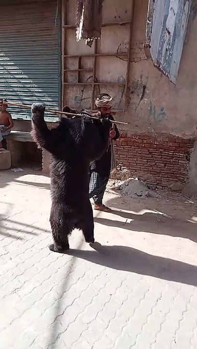ریچھ کا تماشا