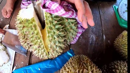 CUTTING DURIAN IN  A BIG DURIAN FARM