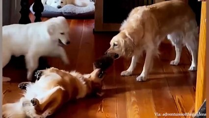 Best Of The 2023 Funny Animal Videos That To Start The Week Off Right   Cutest Animals Ever