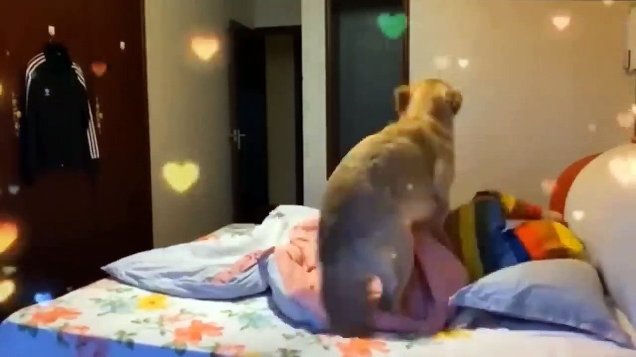 Funny Animals  Funny Cats & Dogs Videos  Funniest Animals 2023 #5
