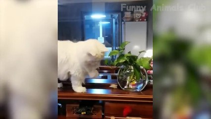 Funniest Animal Videos - Funny Cats and Crazy Dogs Videos 2023! #5