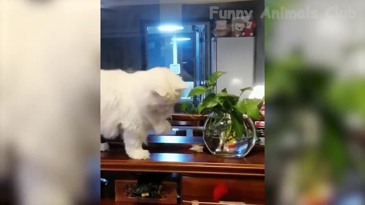 Funniest Animal Videos - Funny Cats and Crazy Dogs Videos 2023! #5