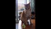 YOU LAUGH YOU LOSE! Funny Moments Of Cats Videos Compilation - Funny Cats Life