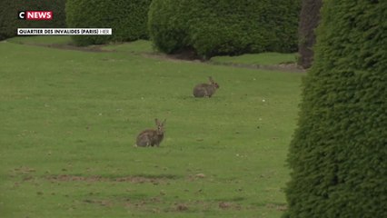 La préfecture de Paris contre les lapins des Invalides ?